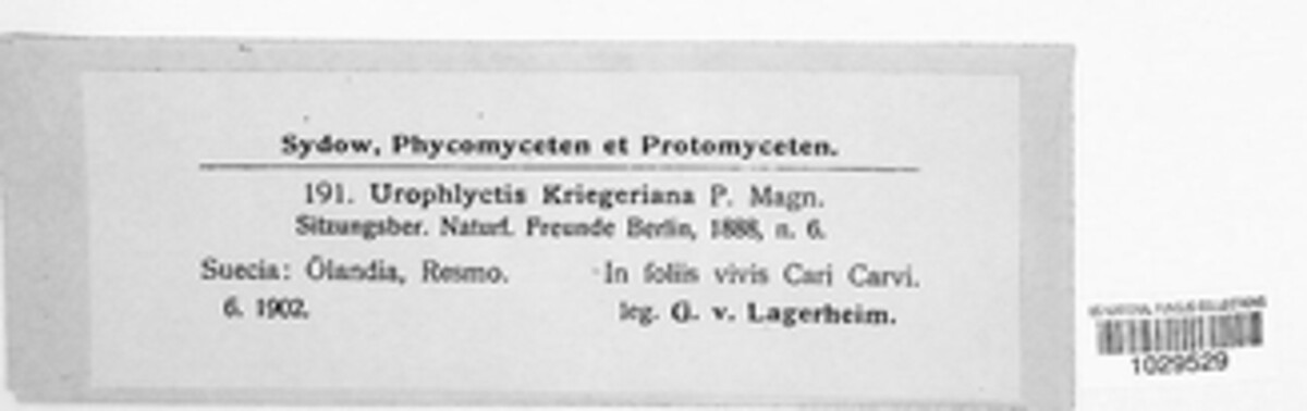 Physoderma kriegeriana image